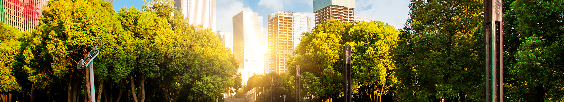 Ciudad con árboles al atardecer
